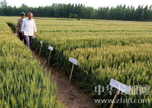 鹿邑：8旬老人研究小麥育種22年 人稱麥地里的“袁隆平”