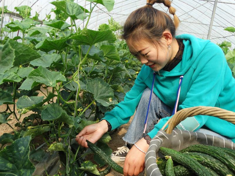 沈丘：大棚蔬菜種植成為助農增收新渠道