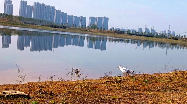 打造水生態(tài)城市，讓周口更宜居